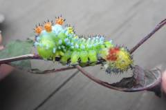 Crazy4Bugs12