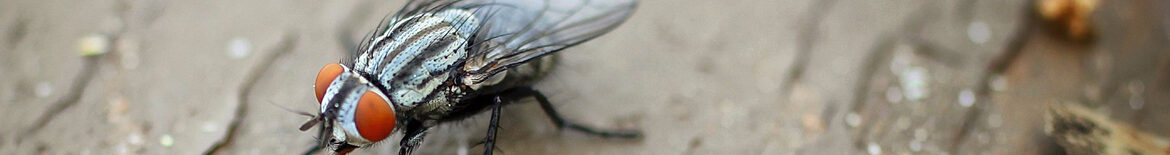 Bugs