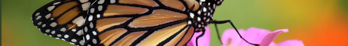 ButterflyExpo