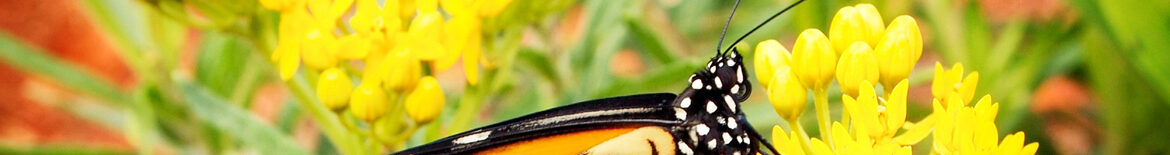Milkweed